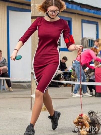 Кинолог,хендлер