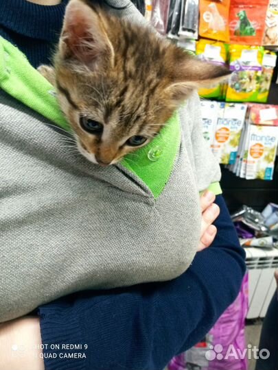 Котëнок девочка в добрые руки