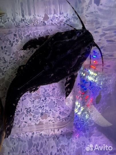 Сом платидорас