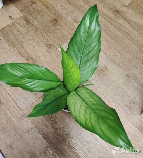 Спатифиллумв сортовые