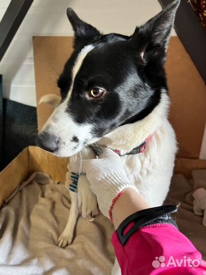 Собака в добрые руки