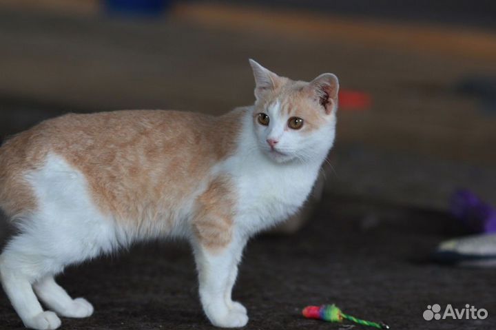 Котик в добрые руки