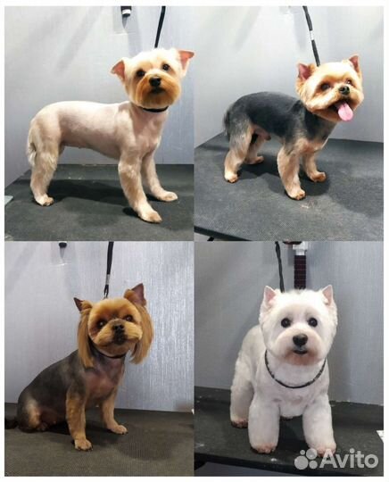 Стрижка/вычес кошек/собакЧистка зубов