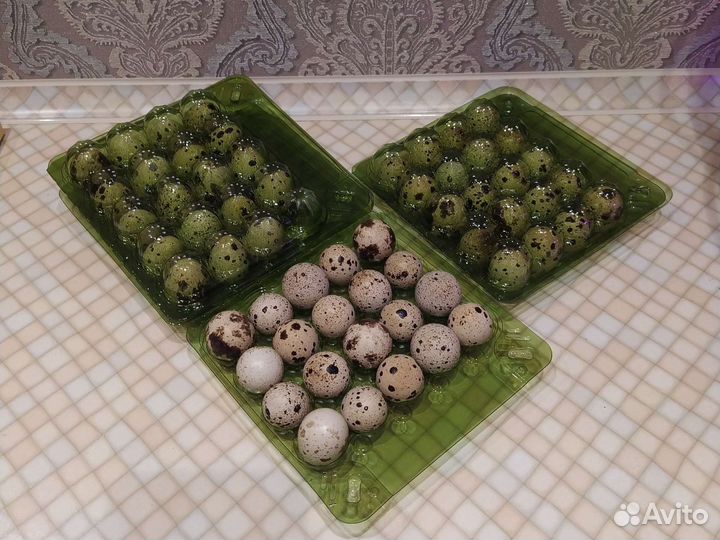 Домашние куриные и перепелиные яйца