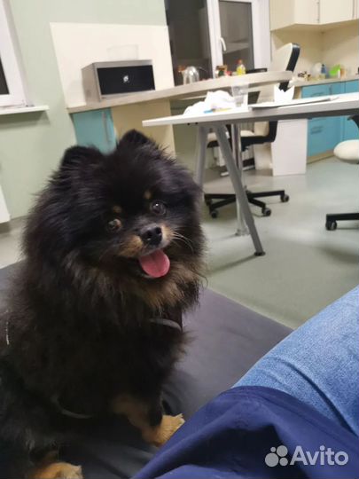 Ветеринарный врач. Выезд на дом