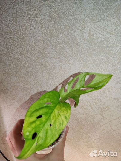 Монстера Адансона вариегатная жёлтая