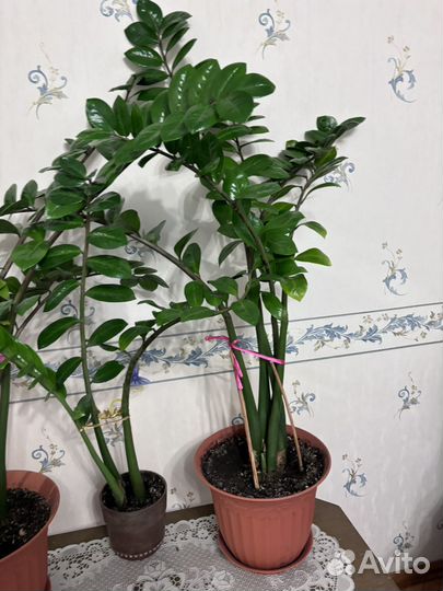 Замиокулькас