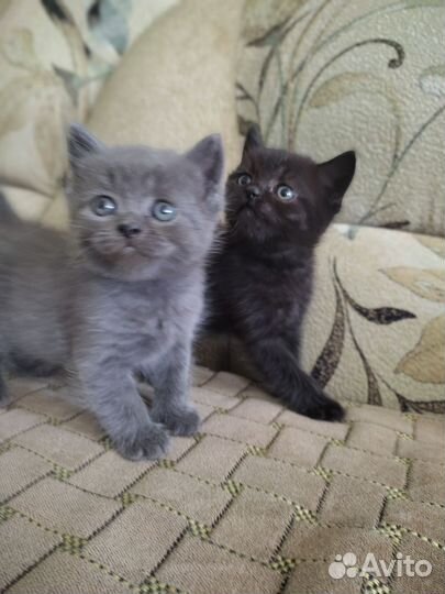 Британская