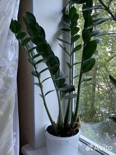 Замиокулькас