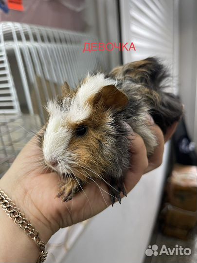 Морские свинки и крысята