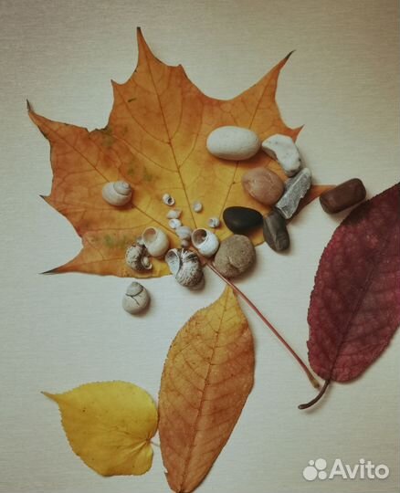 Шишки для поделок творчества природный материал