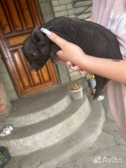 Микро pig