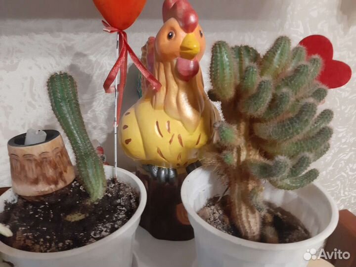 Алоэ и кактусы