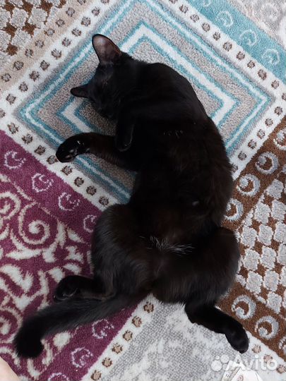 Бомбейская кошка