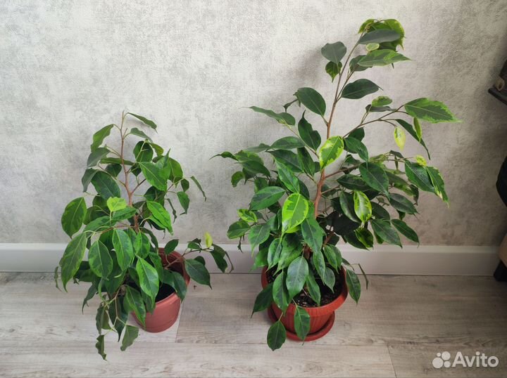 Фикус бенжамина