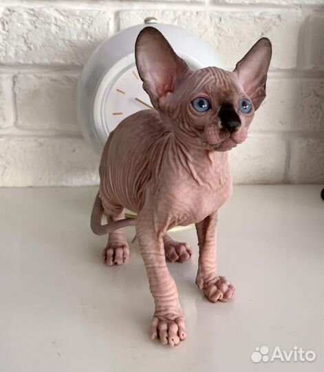 Канадский сфинкс котенок