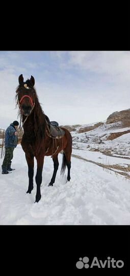 Лошадь жеребец