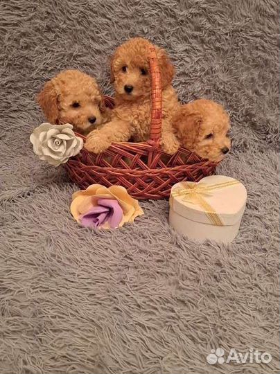 Щенки карликового пуделя