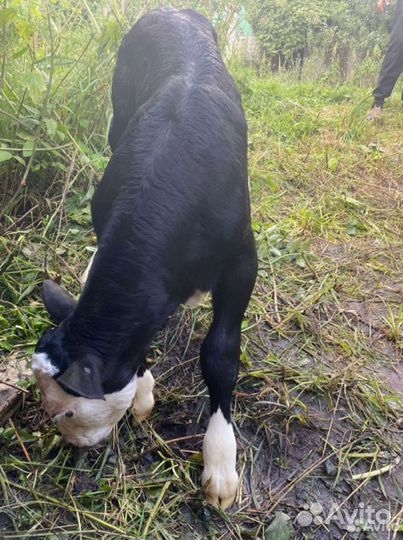 Бычки и телята