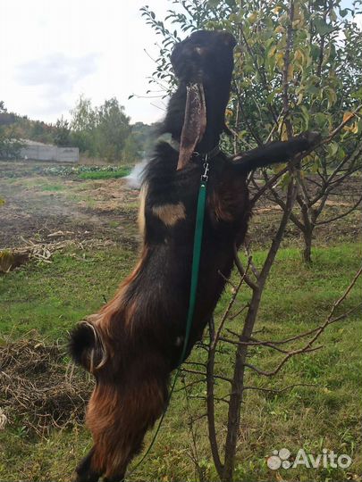 Козел для вязки