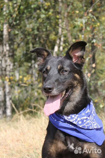 Трогательная и красивая Душа живет в приюте