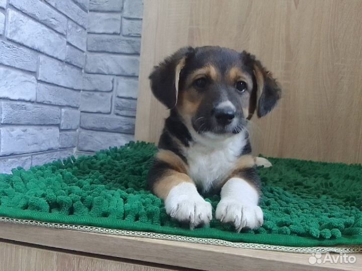 Собаки щенки