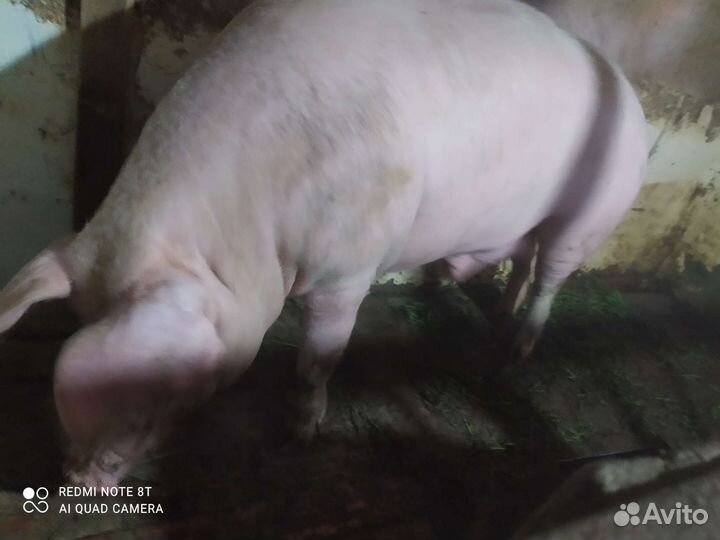Продам хряка
