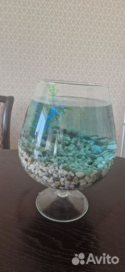 Аквариум