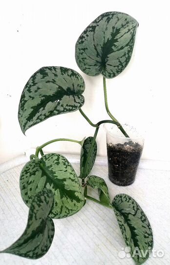 Филодендрон, Сциндапсус, Сингониум