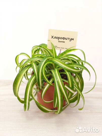 Хлорофитум