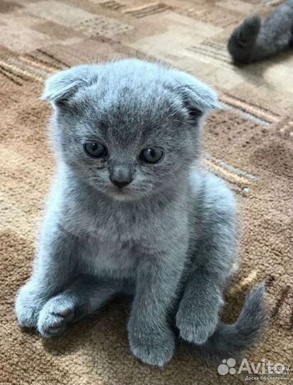 Шотландская