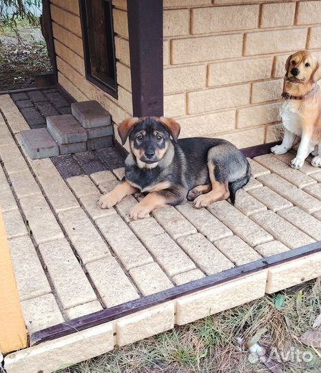 Дружелюбные щенки