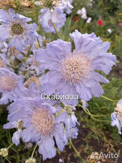 Многолетники садовые