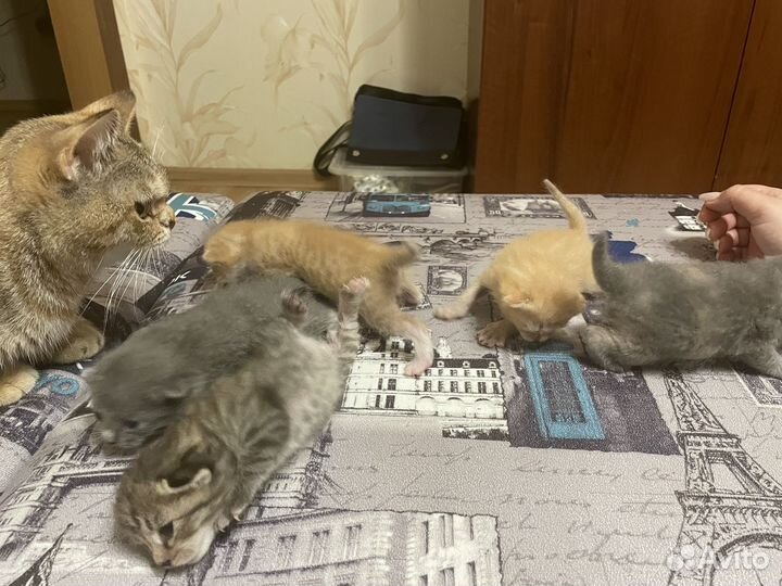 Отдам красивеньких котят