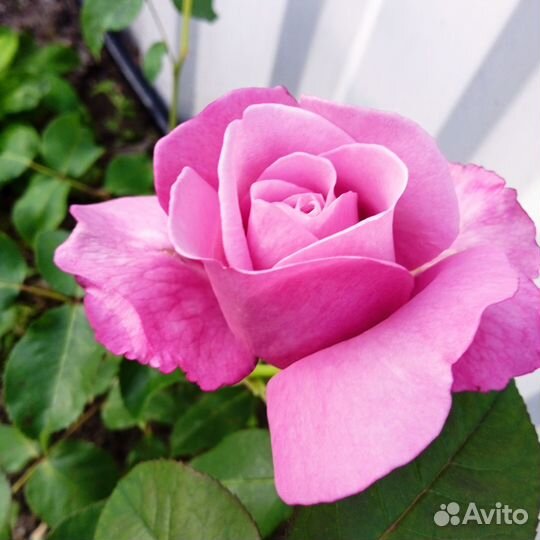 Розы кустовые