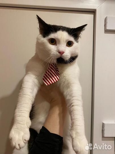 Очаровательный кот Ромочка 1,5 года