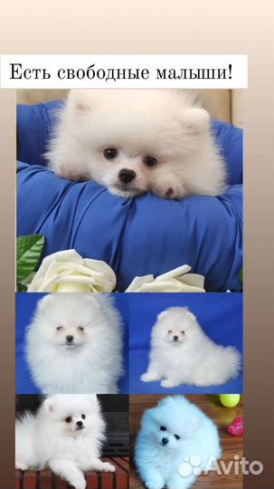 Померанский шпиц