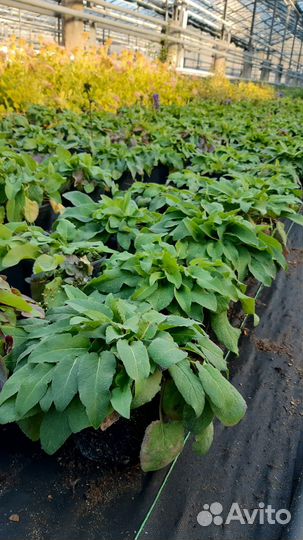 Перегной коровий 1/3г,чернозем рассыпчатый,грунт