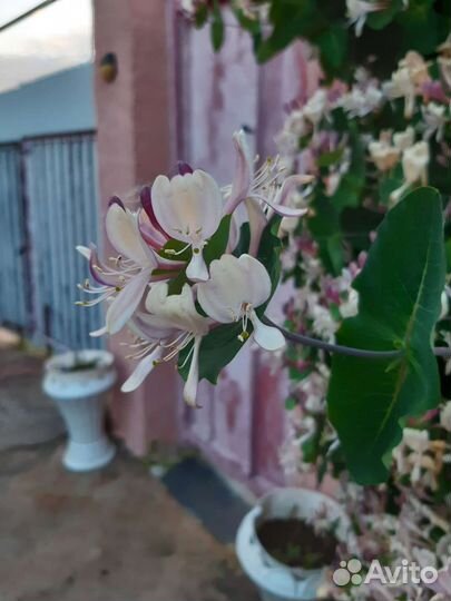 Каприфоль