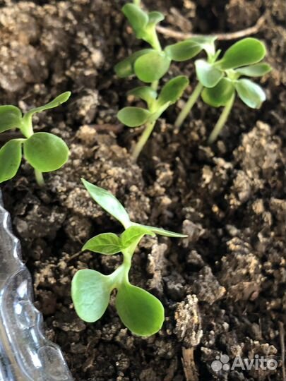 Катальпа семена