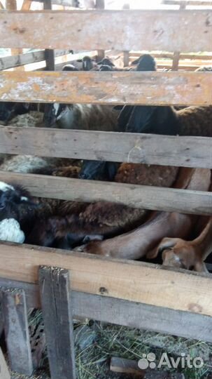 Овцы бараны