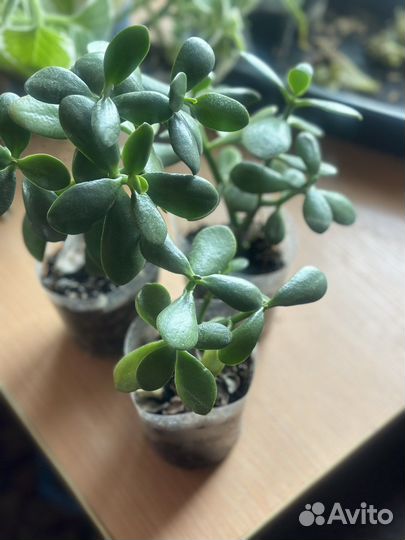 Толстянка,алоэ,мятный