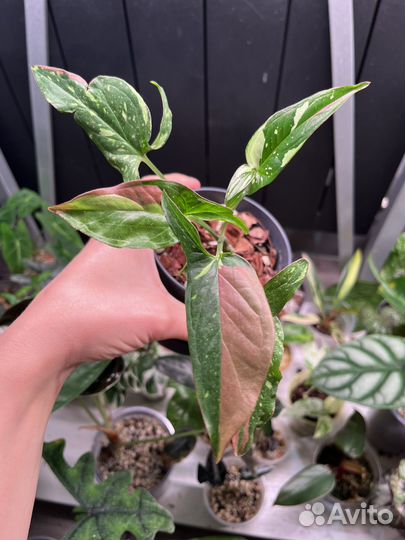 Сингониум ред спот триколор