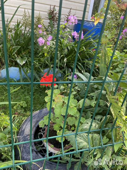 Пеларгония герань