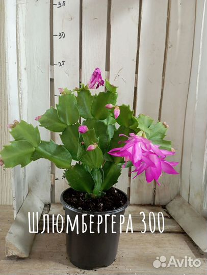 Комнатные цветы растение шлюмбергера Декабрист