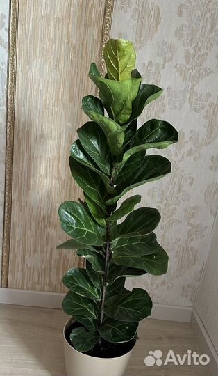 Фикус лирата бамбино