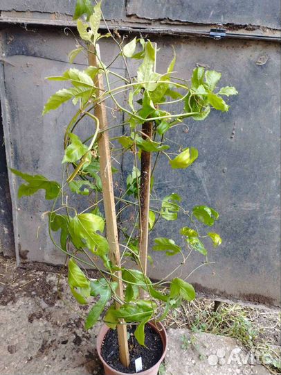 Маракуйя бразильская, роланд