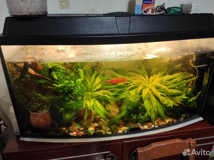 Аквариум с рыбками