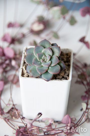 Суккуленты-2 эхеверии, граптоверии