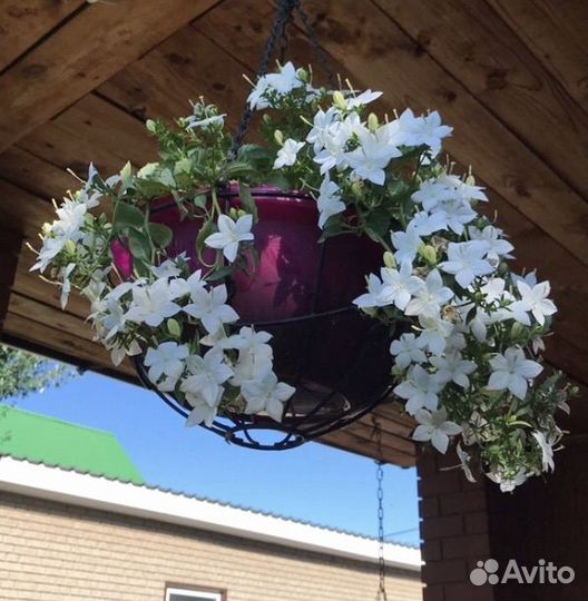 Продам деток Компанул